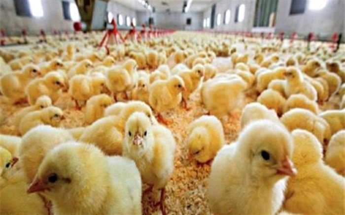 کاهش بهای جوجه یک روزه 