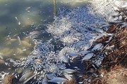 فیلم | مرگ دسته‌جمعی ماهی‌ها از کمبود اکسیژن