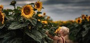 عکس | بوییدن گل آفتاب‌گردان در عکس روز نشنال جئوگرافیک