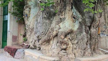 عکس | چنار ١٥٠٠ ساله در قم