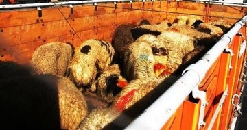 کشف ۱۷۳ رأس احشام قاچاق در جیرفت