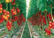 ۱۱ هزار تن گوجه فرنگی گلخانه‌ای از آذربایجان شرقی صادر شد