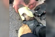 فیلم | نجات گربه بازیگوشی که سرش در کنسرو گیر کرده بود!