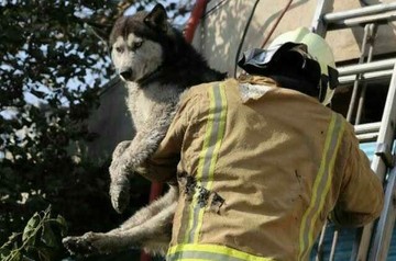 عکس | نجات جان یک سگ از آتش‌سوزی در کرج