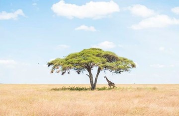 عکس |  زرافه تنها زیر آکاسیا در عکس روز نشنال جئوگرافیک