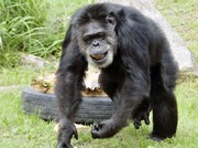 'جانی'، پیرترین شامپانزه جهان در ژاپن مرد