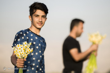 دشت گل نرگس