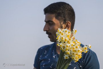 دشت گل نرگس