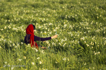 دشت گل نرگس