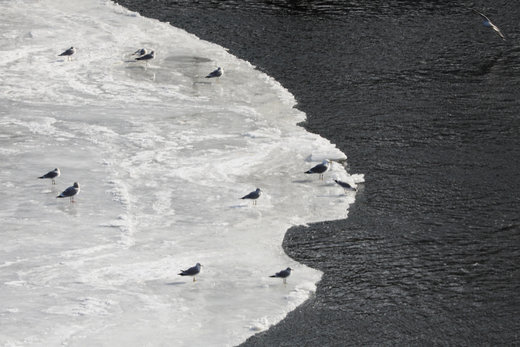 دایره یخی روی رود پریسامپسکات آمریکا