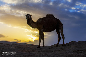 کویر مرنجاب