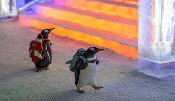 عکس | متفاوت‌ترین بازدیدکنندگان تاریخ در جشنواره یخ و برف چین!