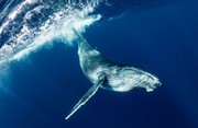 عکس | نهنگ کنجکاو در عکس روز نشنال جئوگرافیک