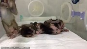 تولد 5 میمون شبیه‌سازی‌شده در چین / عکس