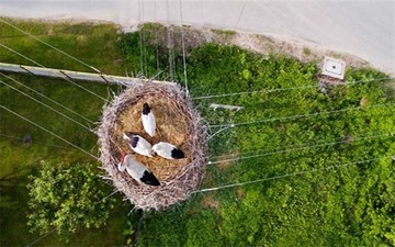 استفاده از کوادکوپتر برای اولین بار در سرشماری زمستانه حیات وحش ساوجبلاغ