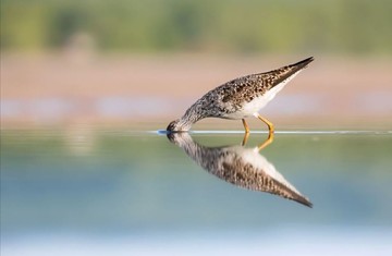 عکس | انعکاس یک پرنده در عکس روز نشنال جئوگرافیک