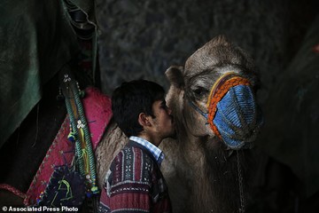 جشنواره کشتی شترها در ترکیه