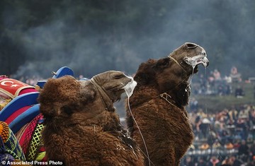 جشنواره کشتی شترها در ترکیه