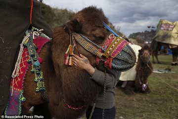 جشنواره کشتی شترها در ترکیه