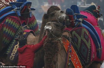 جشنواره کشتی شترها در ترکیه