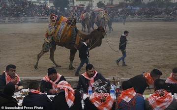 جشنواره کشتی شترها در ترکیه
