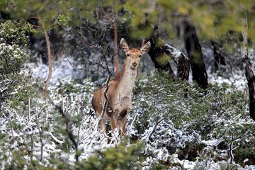 بارش برف در کوه  Parnitha یونان
