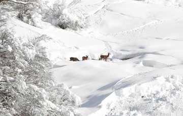 Klosters سوئیس