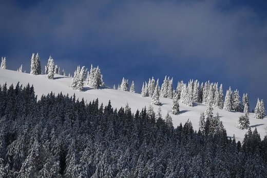 درختان پوشیده از برف در اوبریوش آلمان