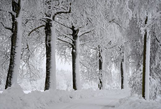 درختان پوشیده از برف در Hohenleiten آلمان
