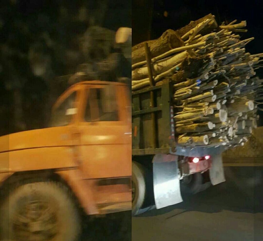بریدن و انتقال چوب از خوی