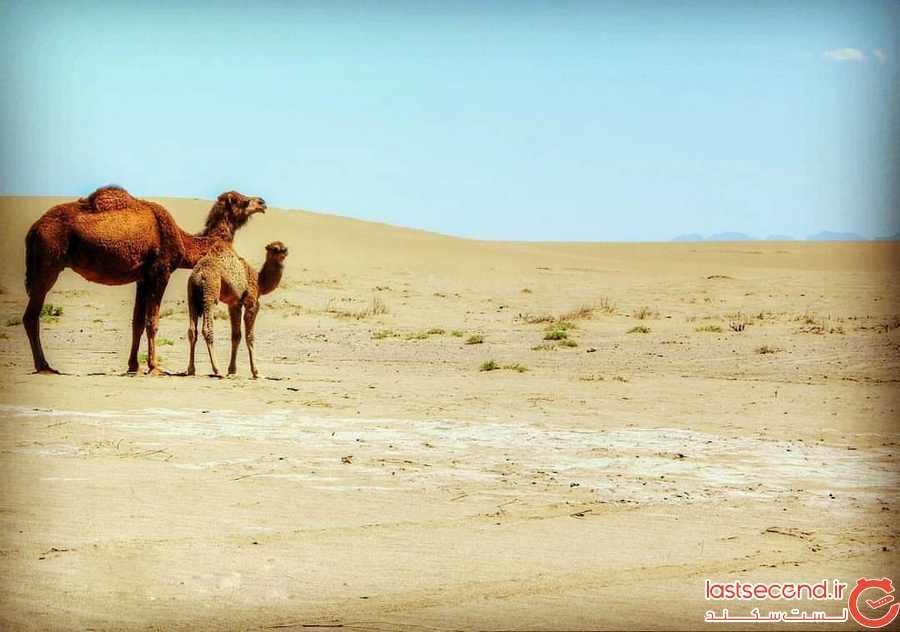 کویر ابوزید آباد