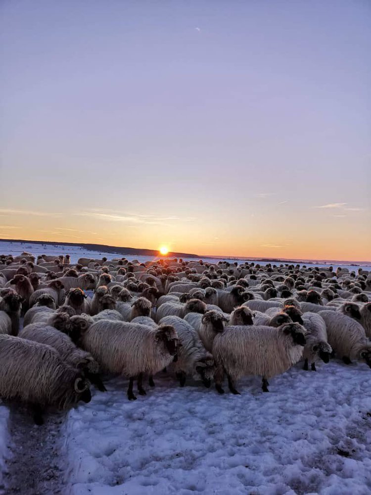 واردات گوسفند 