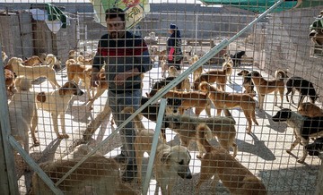 سگ‌گردانی جرم است؟ نگاهی به قوانین ایران و جهان