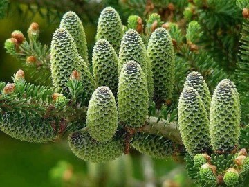 درمان سرطان با کمک درخت «نراد بایشان»