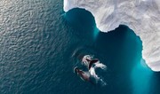 عکس | شنای نهنگ مادر با فرزندش در عکس روز نشنال جئوگرافیک