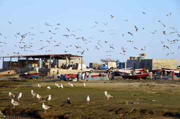 ماهیگیران در خلیج گواتر