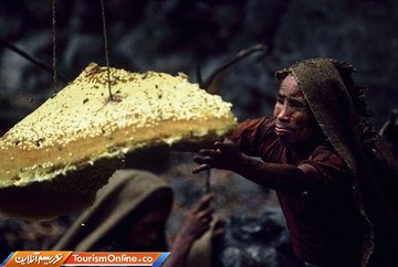 برداشت عسل در دامنه های هیمالیا