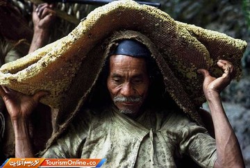 برداشت عسل در دامنه های هیمالیا