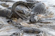 تصاویر | لحظه خورده شدن گورخر توسط تمساح‌ها  (۱۴+)