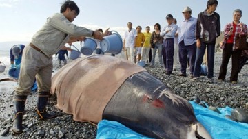 بیماری «رفع فشار» به دنبال «سونار»، دلیل اصلی خودکشی نهنگ‌ منقاریان
