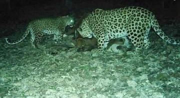 عکس | شکار گاو اهلی توسط پلنگ‌های مازندران 