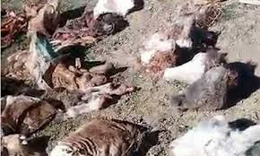 کشف لاشه الاغ ذبح شده و آماده عرضه به بازار در تبریز کشف لاشه الاغ ذبح شده و آماده عرضه به بازار در تبریز
