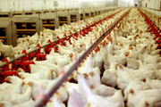 چرا مرغ گران شد؟ مرکز آمار پاسخ رسمی می‌دهد