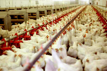 عرضه ۳۰ هزار تن مرغ در بازار؛ نرخ به زودی می‌افتد