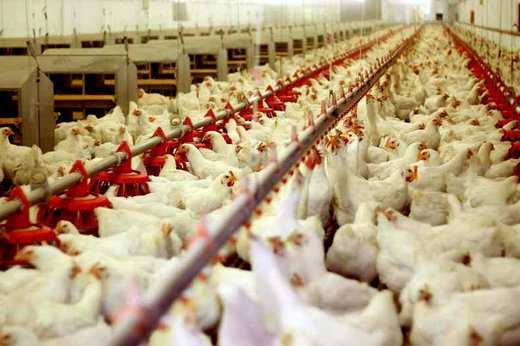 کاهش هزینه تولید مرغ و تخم‌مرغ/ قیمت مرغ باید ارزان شود؟