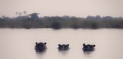 عکس | اسب‌های آبی در عکس روز نشنال جئوگرافیک