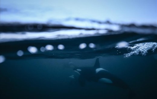 شنا با نهنگ های قاتل