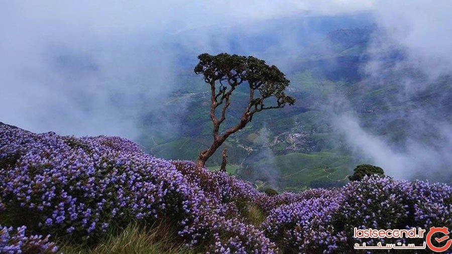 Neelakurinji