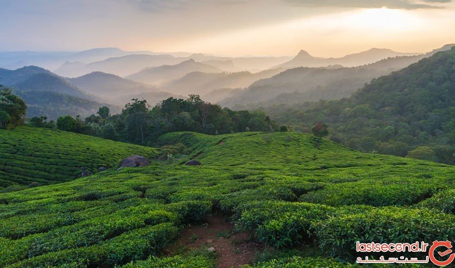 Neelakurinji