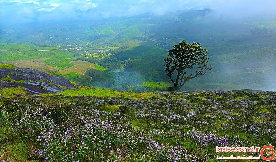 Neelakurinji